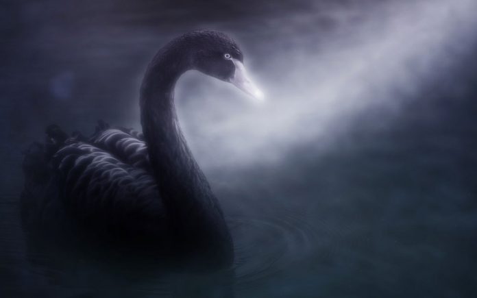 black-swan-crisis-adam-baratta